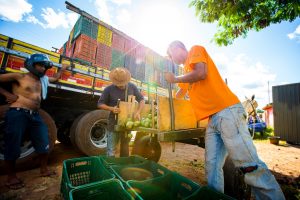 agricultores carregando caminhão com caixas de Pequi