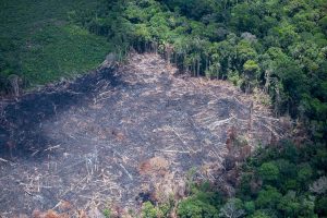 Imagem aérea mostra área desvatada na amazônia