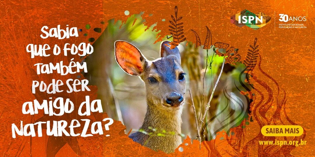 Você sabia que fogo pode ser amigo do fogo?