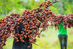 homem carregando buriti