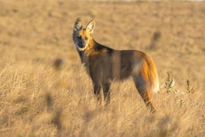 Foto: Acervo ISPN/André Dib