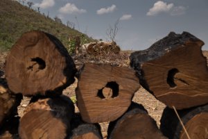 Foto: Acervo ISPN/Thomas Bauer