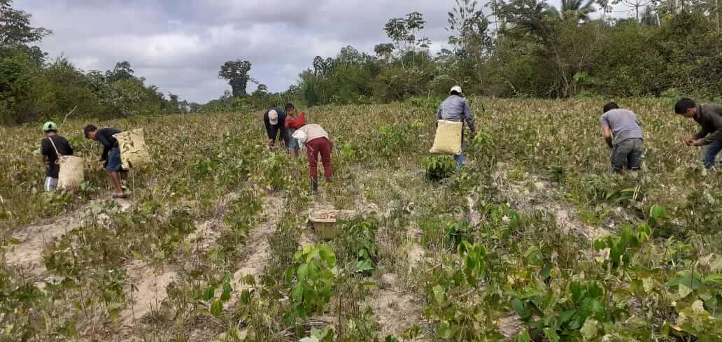 Povo Awá-Guajá ensina como plantar e garantir alimentos em tempos de ...