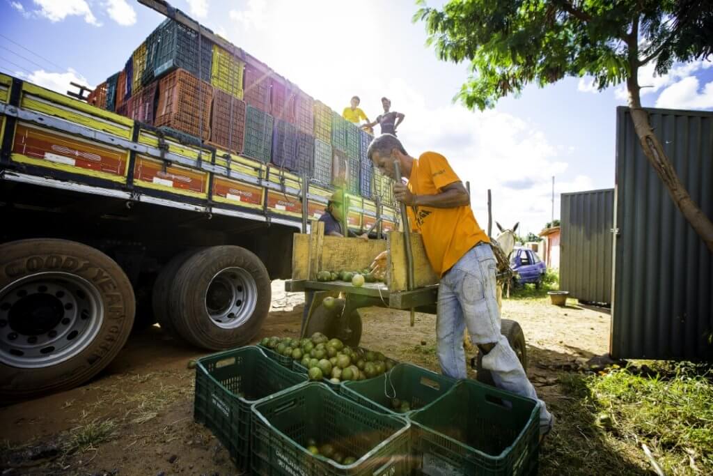 Extrativismo do pequi: geração de renda com conservação ambiental (Acervo ISPN/Bento Viana)