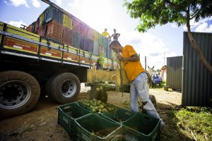 Extrativismo do pequi: geração de renda com conservação ambiental (Acervo ISPN/Bento Viana)