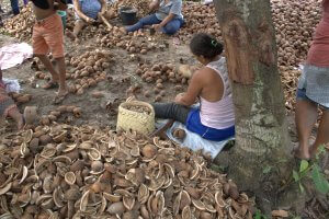 Quebradeiras de coco babaçu do Maranhão. (Acervo ISPN/Raisa Pina)