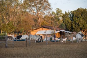 Geraizeiro tending to cattle in the Cachoeira community, Formosa do Rio Preto, Bahia (Photo: Thomas Bauer/CPT/H3000)
