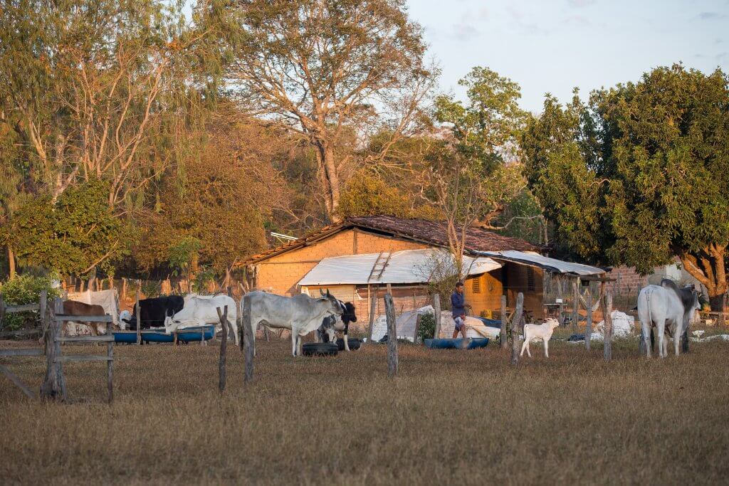 Geraizeiro cuidando da criação de gado na comunidade Cachoeira, Formosa do Rio Preto, Bahia (Foto: Thomas Bauer/CPT/H3000)