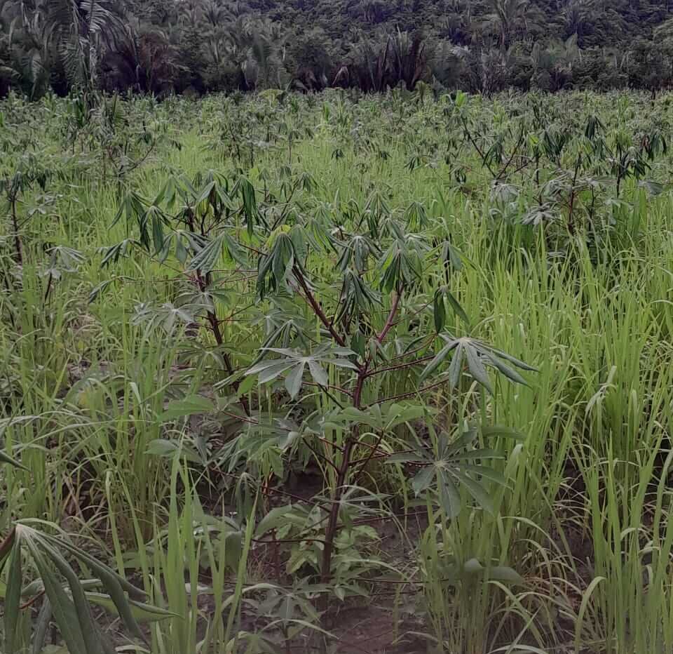 Produção de mandioca perdida após "chuva de veneno"