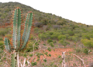 Caatinga - ISPN - Institute of Society, Population and Nature