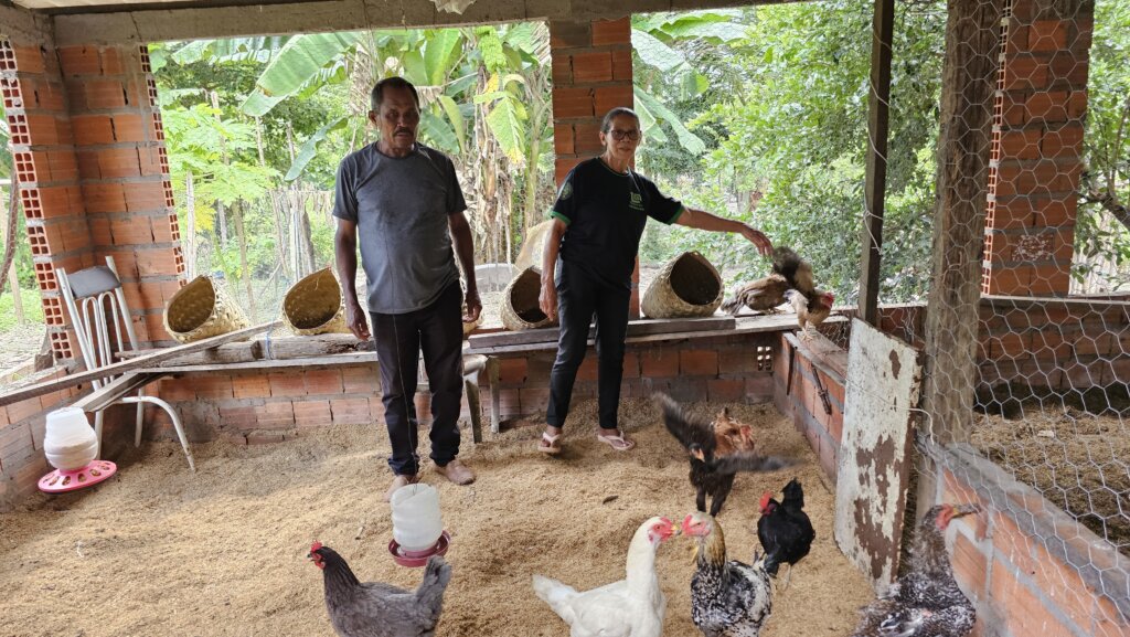 Produção de galinhas no Quilombo São Pedro. Foto: Cristiane Moraes/Acervo ISPN