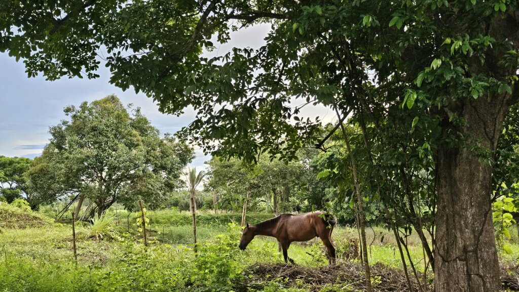 Quintal produtivo da comunidade Ponta Bonita. Foto: Cristiane Viana/Acervo ISPN