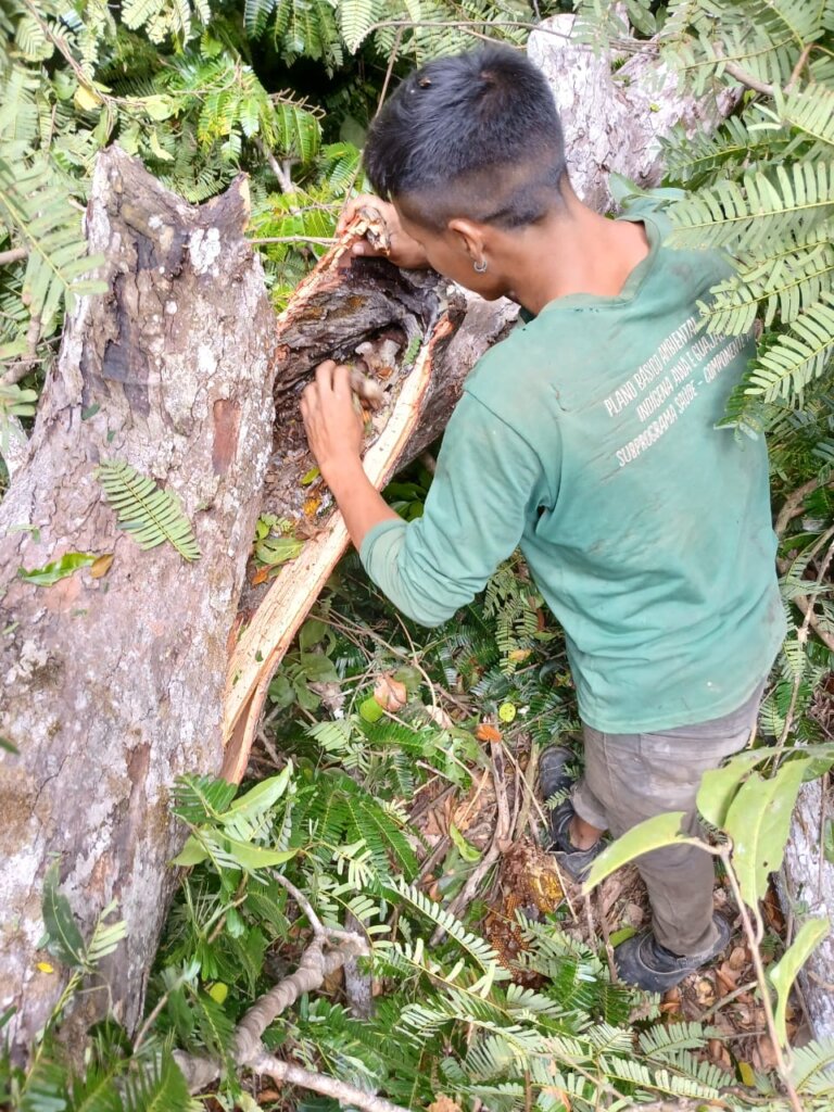 Coleta do mel - Foto: Crédito: Irakaxi’i͂a, imagens cedidas pelo pai dele, Hajkaramykỹa