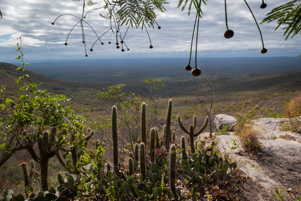 Sob a sombra da árvore fava-de-bolota, a vista do mirante Pedra da Mesa, na Comunidade Salobro, mostra a Caatinga ainda verde no início da seca. Na beira do penhasco vê-se a palma forrageira em flor, o mandacaru e o xique-xique. Foto: Paula Cinquetti/ Acervo ISPN