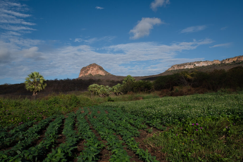 A plantação de feijão é irrigada diretamente pelo açude de uso comunitário. Foto: Paula Cinquetti/ Acervo ISPN