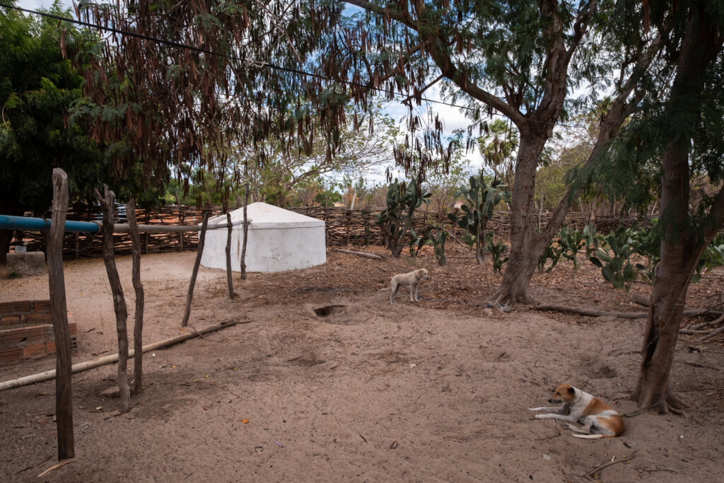 Sob a sombra das árvores, o quintal tem água fresca e uma plantação de palma forrageirautilizada na alimentação dos animais. Foto: Paula Cinquetti/ Acervo ISPN