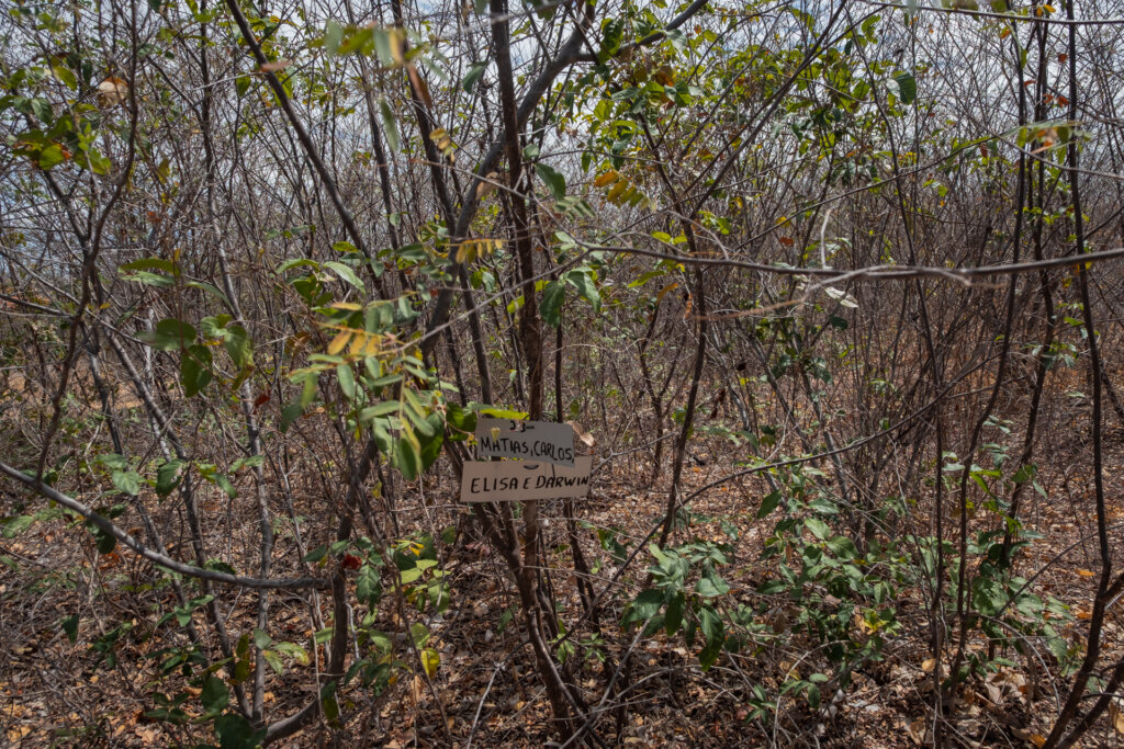 O projeto "Adotta un Albero" (adote uma árvore) possibilitou o mapeamento da área reflorestada, facilitando o seu monitoramento. Foto: Paula Cinquetti/ Acervo ISPN