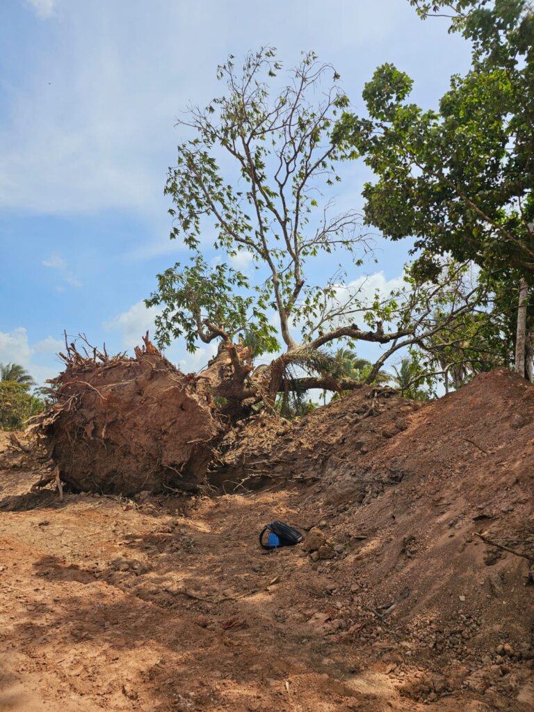 Árvores de reservas naturais destruídas pelas máquinas durante construção da MA 217, Quilombo Capoeira-Viana. Foto: Cristiane Moraes/ Acervo ISPN