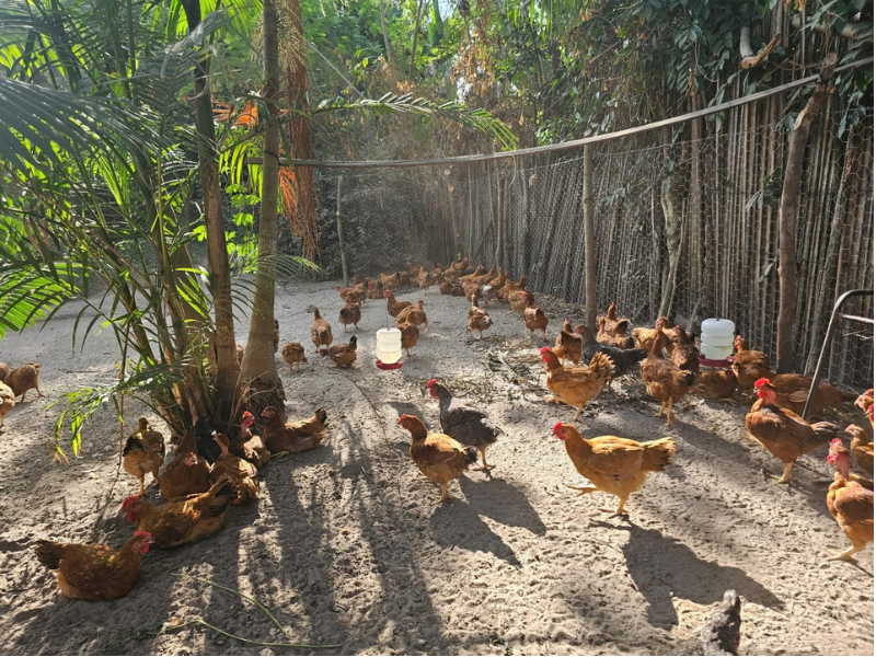Produção de aves de dona Raimunda Protásio, Aldeia Tabocal. Foto: Cristiane Moraes.Acervo/ISPN