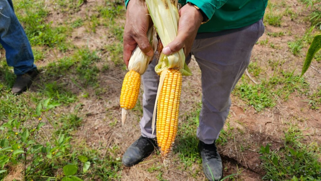 A produção de milho plantado com adubo natural na Aldeia Piçarra Preta ganha maior tamanho e qualidade. Foto: Cristiane Moraes/ Acervo ISPN