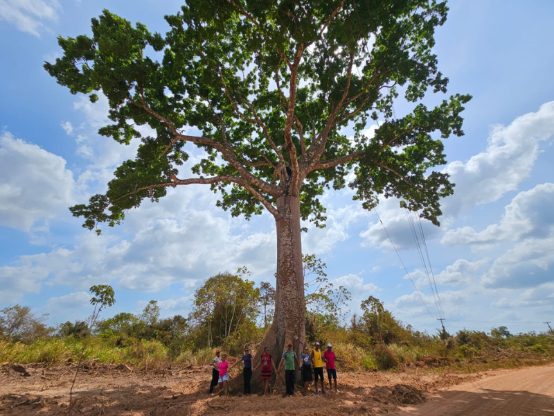 Sumaúma (Ceiba pentandra), árvore de grande importância simbólica para os moradores. Foto: Cristiane Moraes/ Acervo ISPN