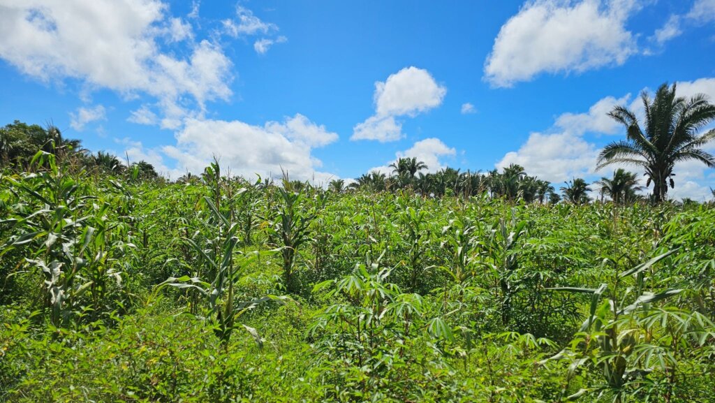 Área de plantio diversificado na Aldeia Piçarra Preta, na Terra Indígena Pindaré no município de Bom Jardim (MA). Foto: Cristiane Moraes/Acervo ISPN